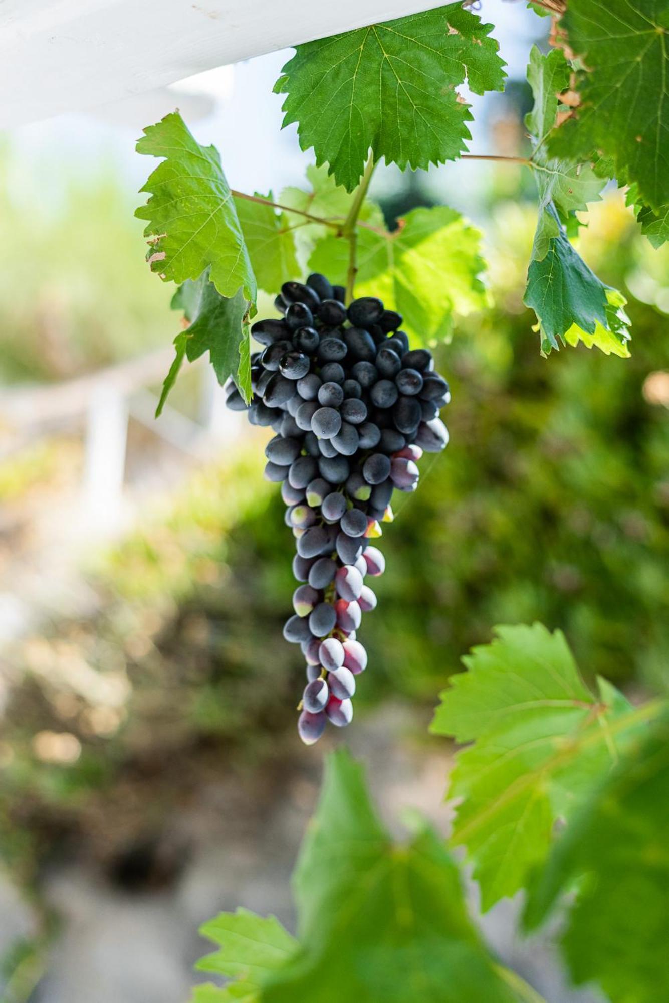 Kostantakis Winery Estate Guest House Pollonia Bagian luar foto