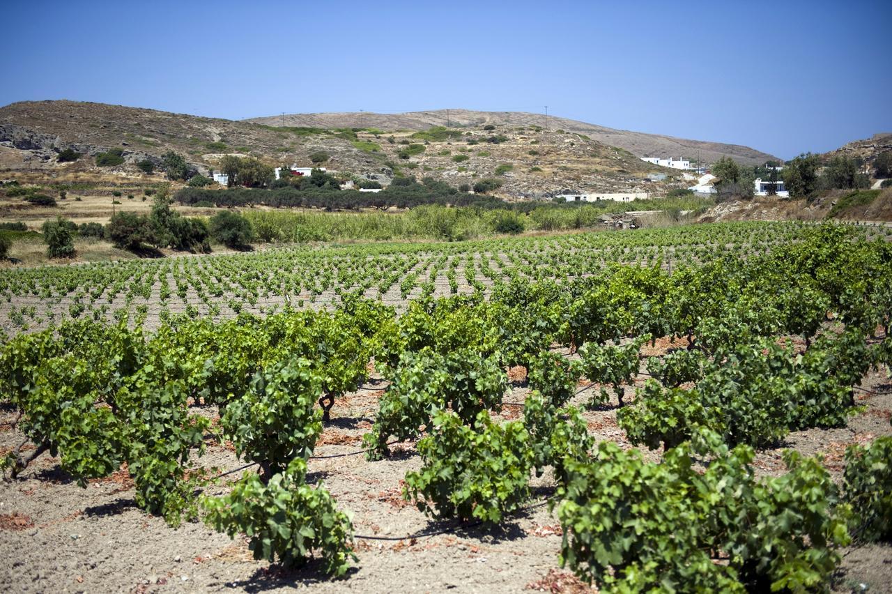 Kostantakis Winery Estate Guest House Pollonia Bagian luar foto
